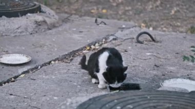 Aç bir siyah beyaz kedi, terk edilmiş hayvanların hayatta kalma mücadelesini gösteren yetersiz bir yemek bulur..