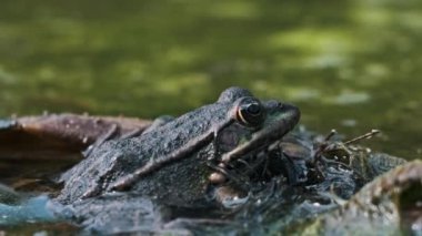 Bir kurbağa bataklıktaki eski yaprakların üzerine oturur..