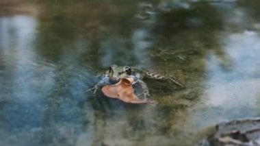 Yeşil bir kurbağa, başının yanında yüzen bir yaprak gibi, bir gölette sabırla oturur. Bu sakin görüntüler doğanın sükunetini ve basit anların büyüleyici güzelliğini temsil ediyor..