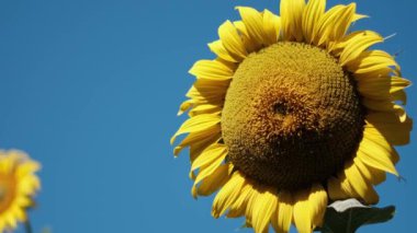 Tek bir ayçiçeği, parlak mavi gökyüzüne karşı dimdik ayakta duruyor. Sarı yaprakları güneşte parlıyor. Arka planda bulanık bir ayçiçeği ile düşük açı görünümü.