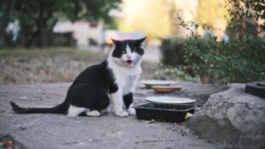 Sokak kedisi, terk edilmiş evcil hayvan sorununu gösteren bir kase yemeğin yanında oturuyor..