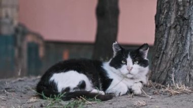 Başıboş bir siyah beyaz kedi, bir ağacın altında bir dinlenme anı bulur. Evsiz hayvanlara barınak sağlamanın önemini vurgular..
