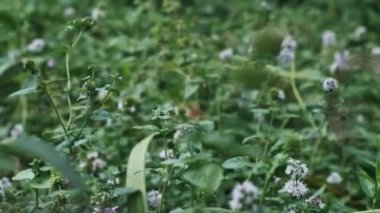 Nane çiçeklerinin narin beyaz çiçekleri yemyeşil yaprakların arasında açar, nehir manzarasına biraz güzellik katar..