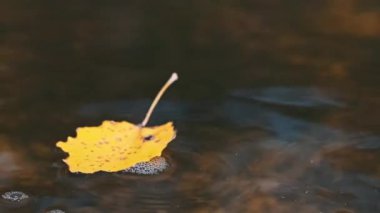 Tek bir sarı sonbahar yaprağı sakin bir su yüzeyinde sürüklenir, sonbaharın sükunetini somutlaştırır..