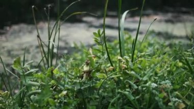 Nehir kıyısında yeşil çimenler yetişir. Yaz manzarası, doğa geçmişi.