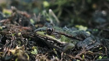 Yeşil bir kurbağanın doğal ortamında kamufle olduğu yakın plan.