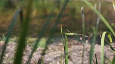 Canlı kırmızı bir yusufçuk, bulanık bir nehir sahnesiyle sazlığın üzerinde dinleniyor. Huzurlu bir zemin oluşturuyor..