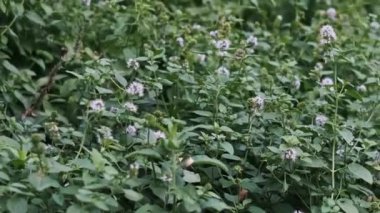 Narin beyaz çiçeklerle bezenmiş canlı yeşil bir nane tarlası. Doğa, bitkiler ve aromaterapi ile ilgili projeler için ideal.