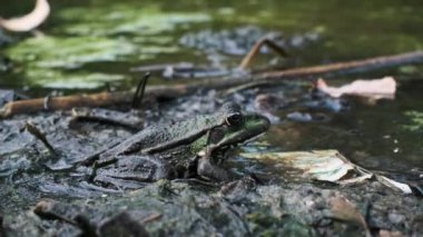 Bir kurbağa, algler ve molozlarla çevrili bulanık bir gölde oturur ve kirliliğin vahşi yaşam üzerindeki çevresel etkisinin altını çizer..