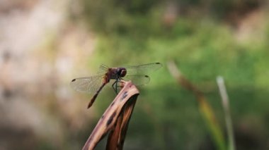 Çarpıcı kırmızı bir yusufçuk özenle kurutulmuş bir sazlığa tünemiş, kanatları güneş ışığında parlıyor, arka planda dingin bir gölet var..