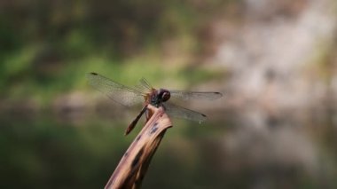 Kırmızı gözlü bir yusufçuğun büyüleyici bir makro görüntüsü kurumuş bir sazlığa tünemiş, çarpıcı kırmızı vücudunu ve karmaşık şekilli kanatlarını vurguluyor..