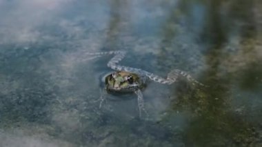 Küçük yeşil bir kurbağa, sığ bir gölette suyun altında oturur. Etrafını gözlemlerken vücudu mükemmel bir şekilde hareketsizdir. Amfibi yaşamının güzelliğini ve doğal dünyanın harikalarını vurgular..