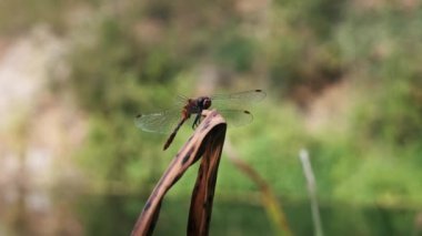 Kırmızı gözlü bir yusufçuk zarif bir şekilde kurumuş bir yaprağa konar. Kanatları bir an için bulanıklaşır..