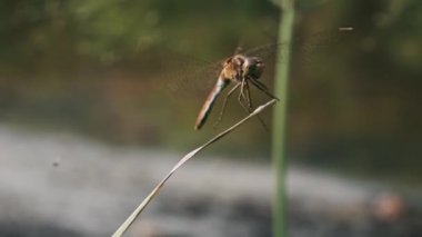 Bir yusufçuk çimenlerin üzerine tünemiş, kanatları güneşte parıldıyor..