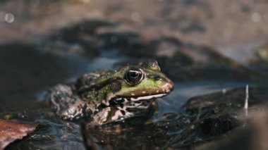 Yenilebilir bir kurbağa olan Pelophylax esculentus, Avrupa 'nın sulak alanlarında sığ sularda sabırla oturur..