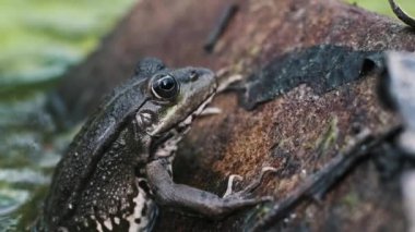 Bataklıktaki yosun kaplı bir taşın üzerine tünemiş bir kurbağa doğal ortamını sergiliyor..