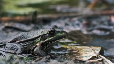 Bir kurbağanın doğal bataklık ortamında benzersiz özelliklerini vurguluyor..