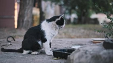 Siyah ve beyaz bir kedi kâsesinin yanında oturup merakla etrafa bakıyor. Kentsel bölgelerdeki başıboş hayvanların yaşamını, bakıma ve yiyeceğe olan ihtiyacını temsil ediyor..