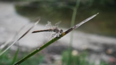 Bir yusufçuk zarif bir şekilde nehir kenarındaki çimlere konar ve doğanın güzelliğini gösterir..