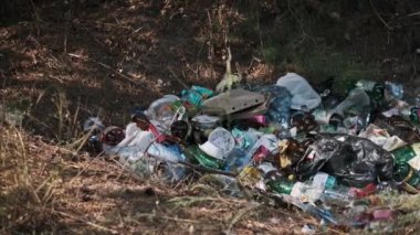 İnsan eylemlerinin doğa üzerindeki olumsuz etkisini vurgulayarak, ormana atılmış bir çöp yığınının yakın plan görüntüsü..