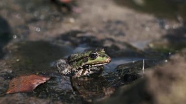 Canlı yeşil bir kurbağa sığ sularda huzur içinde oturur. Benekli derisi etrafındaki kayalarla harmanlanarak amfibi yaşamın büyüleyici bir görüntüsünü yaratır.