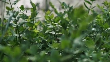 Nehir kıyısında yetişen çeşitli yeşil bitkilerin yakın çekimi nehir ekosistemlerinin güzelliğini vurguluyor..