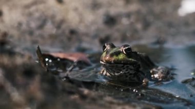 Çamurlu bir su birikintisinde sabırla bekleyen yeşil bir kurbağa çevresiyle kusursuz bir şekilde harmanlanır..