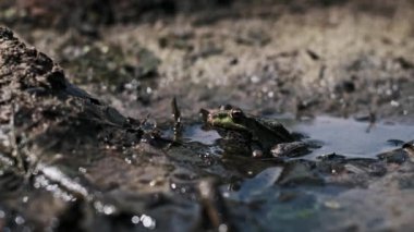 Yeşil bir kurbağa çamurlu bir su birikintisinde sabırla oturur, derisi güneş ışığında parlar, doğal ortamında amfibi yaşamının güzelliğini gösterir.