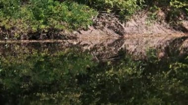 Sakin bir nehrin kıyısında yavaş bir kamera hareketi. Suya yansıyan yeşil çalılar ve ağaçlar büyüleyici bir desen oluşturur..
