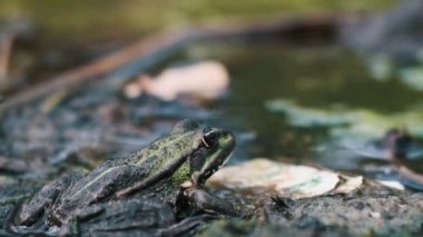 Çevresindeki yeşilliklerle harmanlanmış yeşil bir kurbağa bir göletin kenarında oturur..