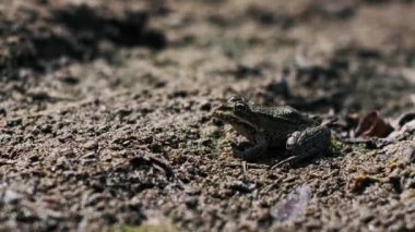 Yeşil bir kurbağa çamurlu zeminde oturur ve doğal ortama karşı kamufle olur..