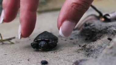 Küçük bir kaplumbağa kumda sürünüyor. Bir kadının eli nazikçe alır..
