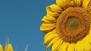 Canlı bir ayçiçeği çerçeveyi, altın yapraklarını ve açık mavi gökyüzüne karşı sergilenen karmaşık merkezini doldurur..