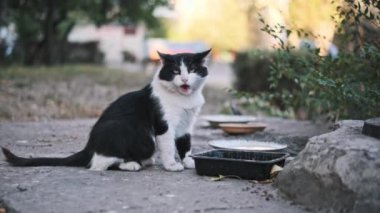 Evsiz siyah ve beyaz bir kedi yemek kabının yanında oturur, dudaklarını yalar, esner ve etrafını tarar. Sokak hayvanlarının uyanıklığını ve direncini somutlaştırıyor..