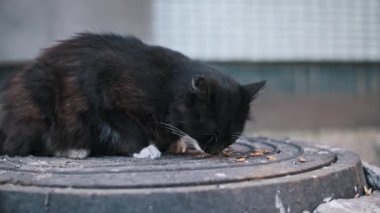 Başıboş bir kedi yemek yer ve terk edilmiş hayvanlara bakmanın önemini vurgular..