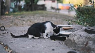 Siyah beyaz bir kedi yerdeki bir kaseden su içer. Hayvanların temel ihtiyaçlarını vurgular.