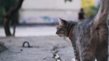 Tasma takan gri bir tekir kedi şehir ortamında ihtiyatlı bir şekilde duruyor ve kayıp ya da terk edilmiş bir evcil hayvan olma ihtimalini ima ediyor..