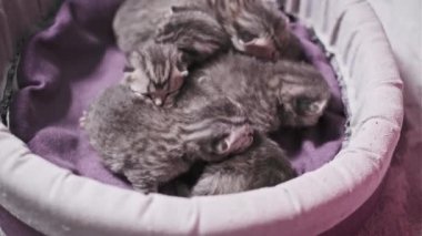 Küçük İngiliz Shorthair yeni doğmuş kedi yavruları mor bir battaniyeyle kaplı yumuşak bir sepetin içinde huzur içinde dinleniyorlar. Hassas özellikleri ve yumuşak tüyleri büyüleyici..