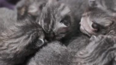 Altı gri İskoç kedi yavrusunun birbirine sokulup, huzur içinde uyuduğu yakın plan. Yürek ısıtan evcil hayvan, hayvan ve aile içeriği için mükemmel..