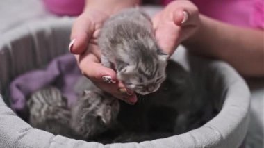 Yeni doğmuş bir İskoç kedisini nazikçe kucağına alan bir kadın minik pençelerini ve narin özelliklerini sergiliyor. Hayvan, hayvan ve aile temalı projeler için mükemmel..