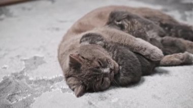 Annelerinden emziren İskoç kedi yavrularının iç açıcı bir sahnesi. Yakın plan görüntüsü anne ve yavrusu arasındaki yumuşak kürkü ve hassas anı vurguluyor..