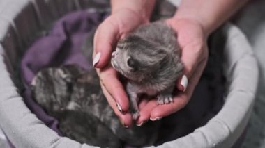 Küçük bir İskoç kedisi şefkatli ellere nazikçe sokulur ve narin özelliklerini gösterir. Hayvan ve hayvan temalı projeler için mükemmel..