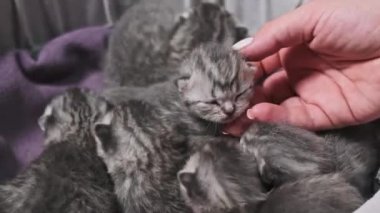 Altı gri İskoç kedi yavrusu mor çizgili bir sepetin içinde bir araya gelerek yeni doğmuş hayvanların güzelliklerini sergiliyorlar..