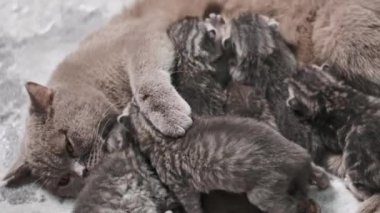 Altı gri kedi yavrusu, İskoç Heteroseksüel ve İskoç Katliamı karışımı anne kedilerinden besleniyor. Hassas ve samimi bir yakınlaşma anı.