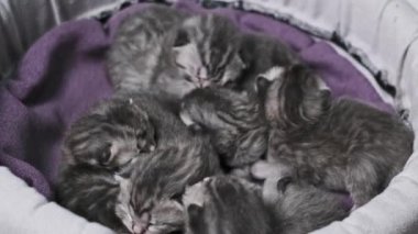 Mor çizgili bir yatakta ısınmak için bir araya toplanmış altı küçük gri İskoç kedi yavrusu. Huzurlu uykuları huzuru ve rahatlığı çağrıştırıyor. Geçmişleri ya da evcil hayvan projeleri için mükemmel..