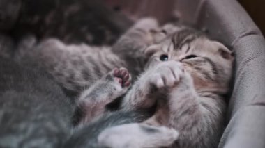 Yakın plan bir İskoç kedi yavrusunu mavi gözleriyle yakalar. Yumuşak, rahat bir sepette dinlenirken patilerini nazikçe temizler..