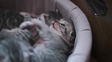 Sırtüstü uzanmış İskoç bir kedi yavrusunun büyüleyici yakınlaşması, rahat bir kedi yatağında arkadaşlarıyla şakalaşması ve etkileşime girmesi..