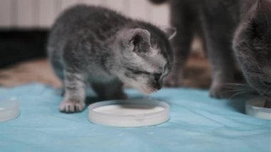Bir İskoç Heteroseksüel kedi ve anne kedinin yan yana ayrı tabaktan süt içerek anlarını paylaştıkları iç açıcı bir sahne..