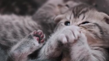 Yumuşak gri kürklü, parlak mavi gözlü İskoç kedi yavrusuna yakın çekim, rahat bir ortamda kirletici arkadaşlarıyla etkileşim içinde..