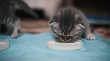 Tek bir gri kedi yavrusu, muhtemelen ilk kez, yumuşak odaklı arka planı olan, mavi plastik bir çarşaftaki beyaz bir kaseden sütü geçici olarak içer..